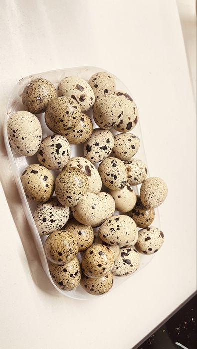 Ovos de Cordonizes