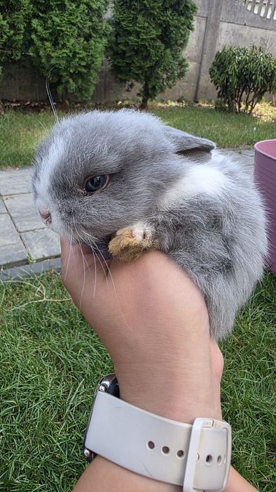 Króliczki miniaturki