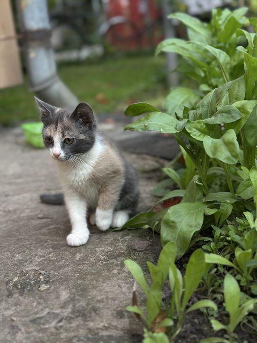Кіт, кішка, котенята, кицька
