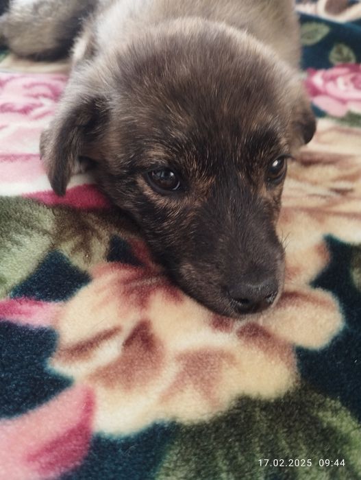 Цуценята роздаємо