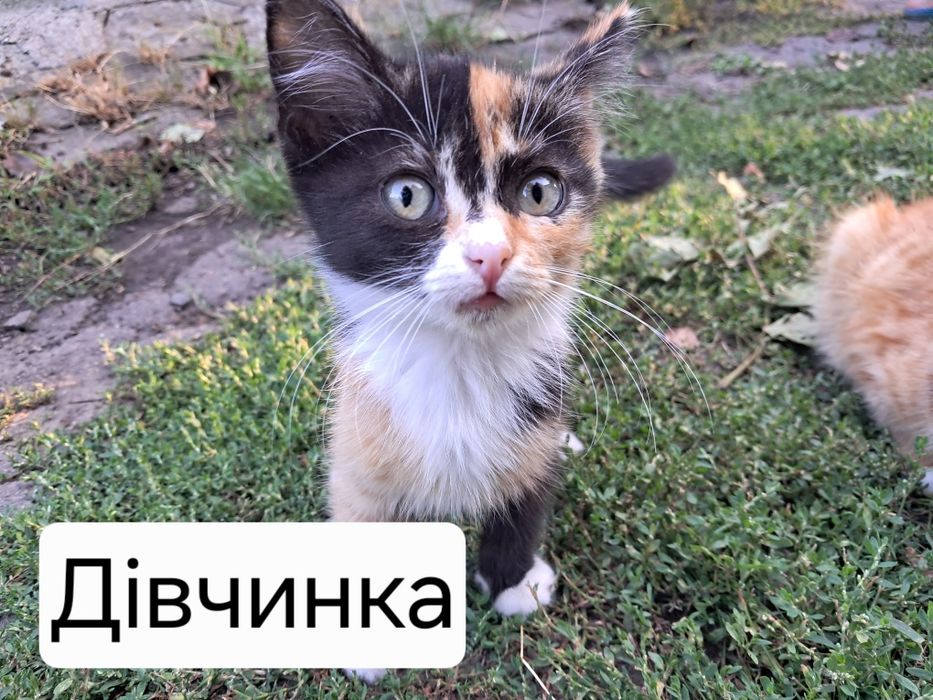 Кошенята в добрі руки