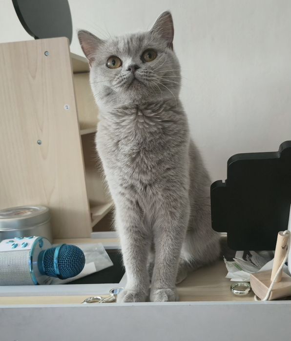 Liliowa kotka Brytyjska gotowa do odbioru