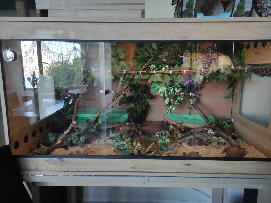 Duże terrarium z wężem