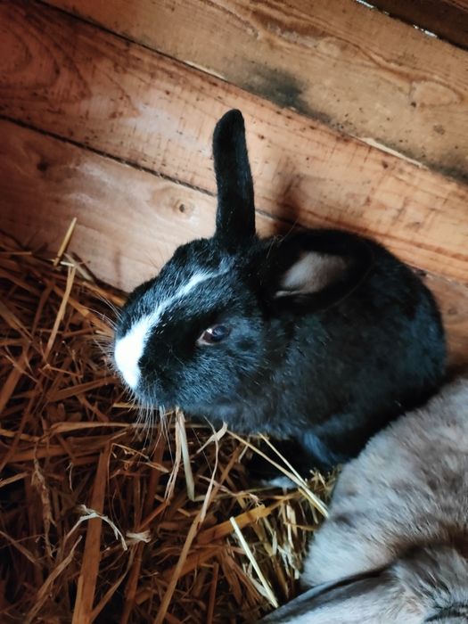 oddam-zamiana króliki miniaturki