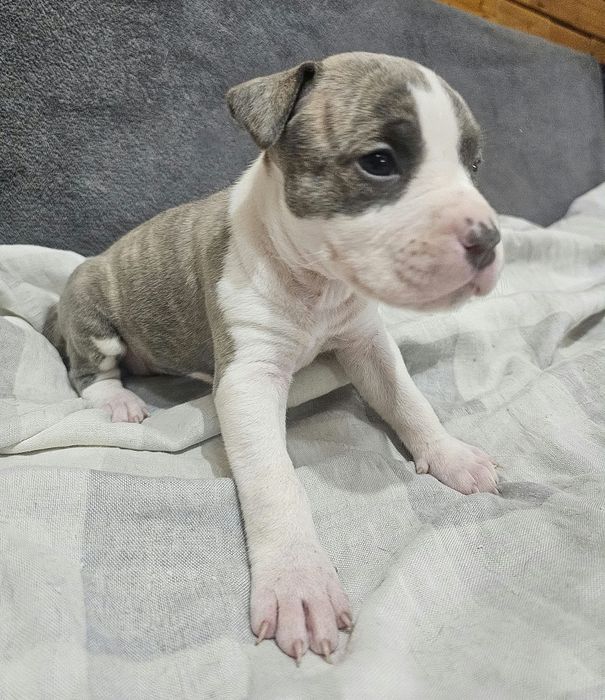 American staffordshire terrier Amstaff