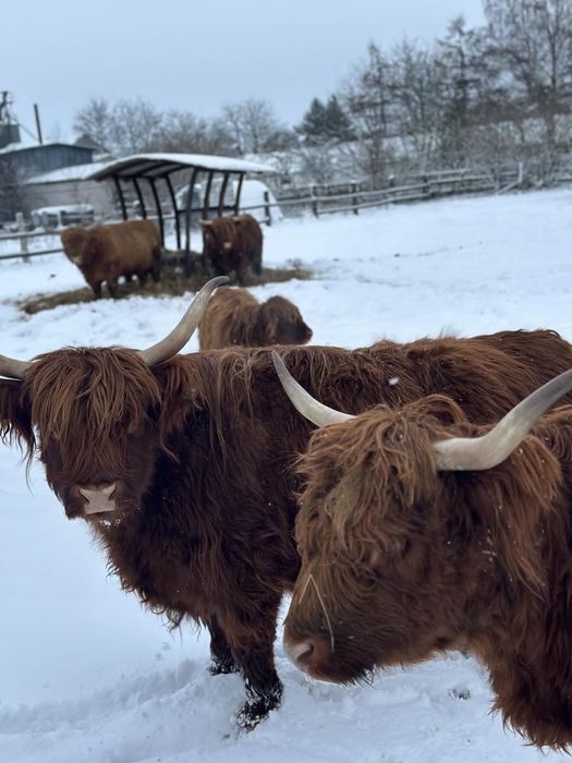 Krowa highland szkocka wyżynna stado byk