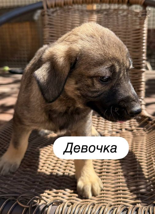 Отдам даром в добрые руки щенков