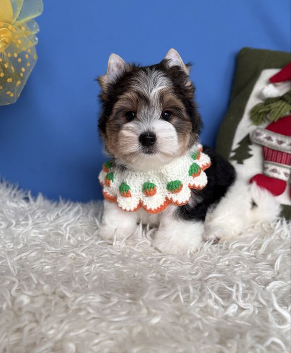 Бивер терьер мальчик