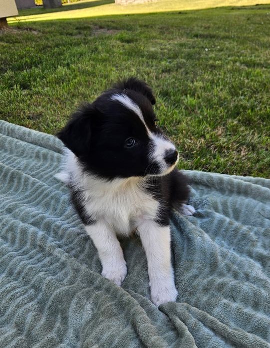 Border collie piesek