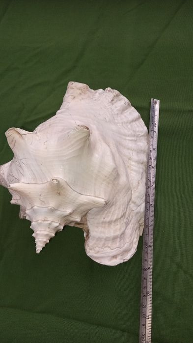 Ракушка большая,ракушка