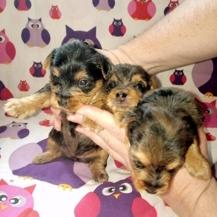 Продам йорків окрасу блю мерле.