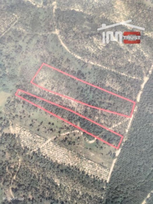 Terreno de produção Florestal — Matas E Cercal, Santarém