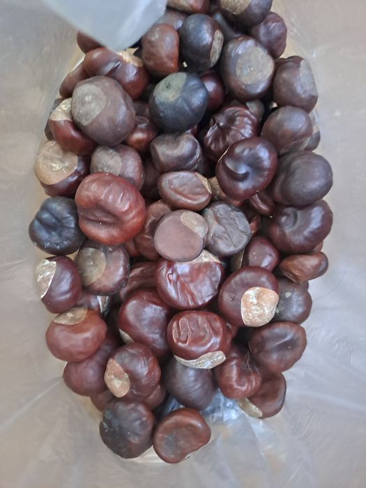 Kasztany 1 kg zapraszam