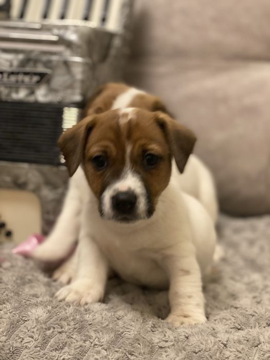 Джек-рассел терєр цуценята,  активні здорові