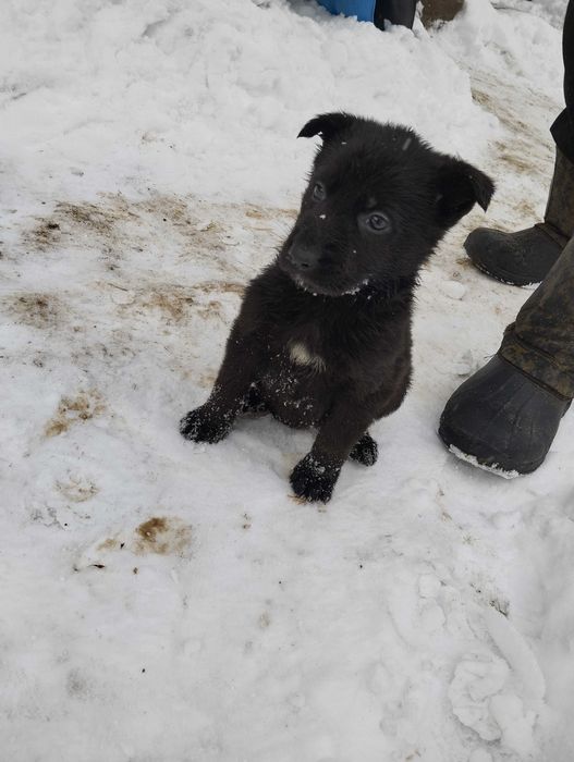 Цуценята німецької вівчарки  Шепетівка