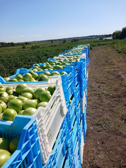 Продам зелёный помидор бобкат