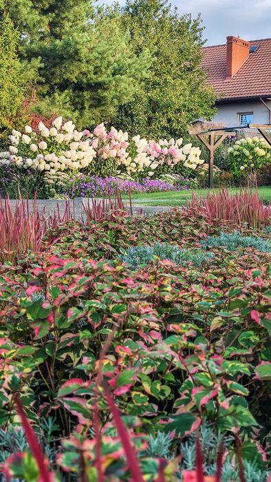 Tułacz pstry  sadzonka