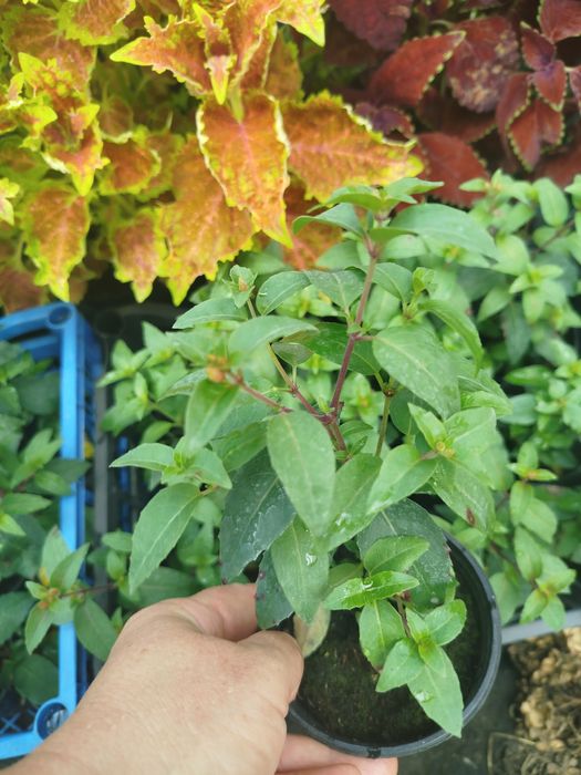 Фуксія кущова червоно біла квітка