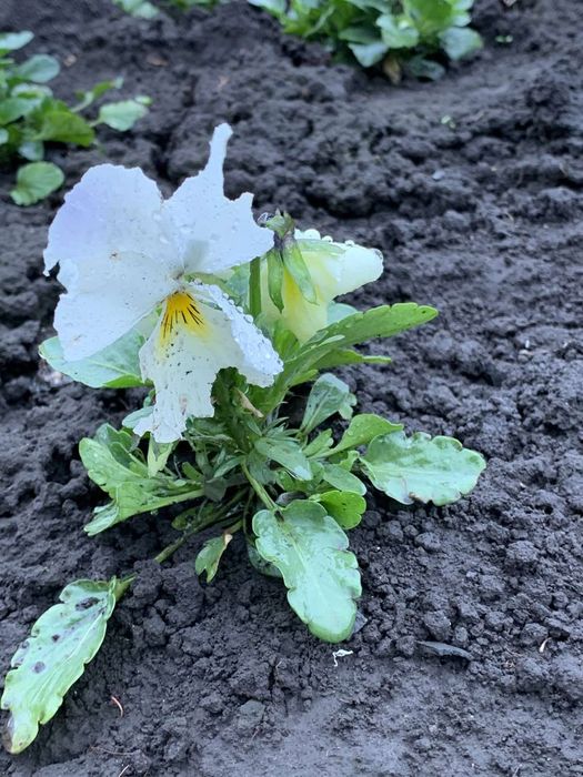 Продаю квіти віола-братчики.