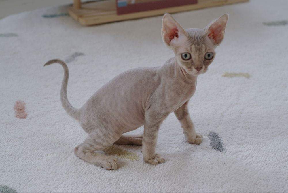 Kociaki devon rex gotowe na zmiane domku po championie