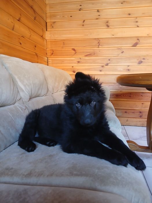 Девочка немецкой овчарки