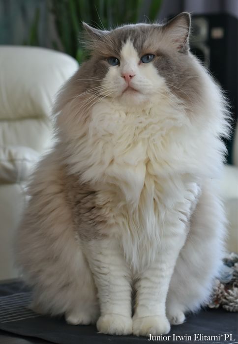 Kocurek, rodowód FPL, hodowla 15 lat.