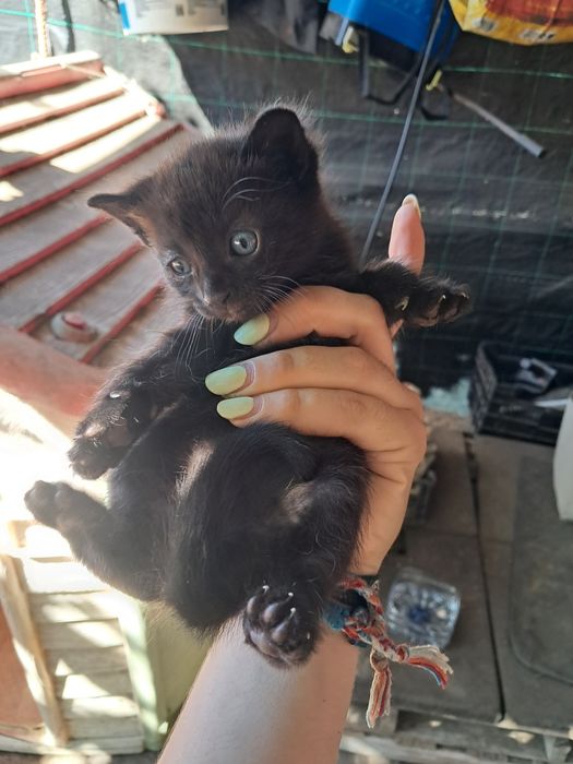 Gatinhos bebé para adoção