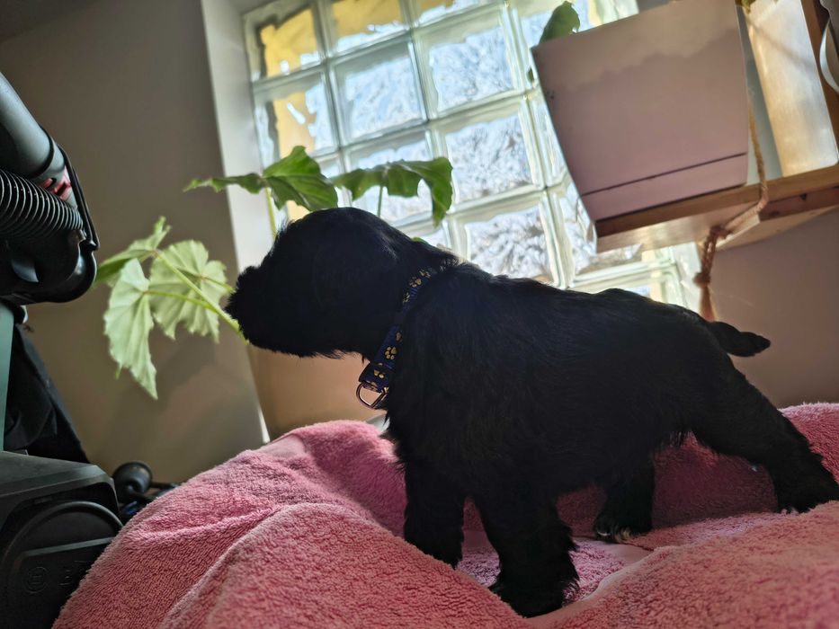 Sznaucer miniaturka czarna sunia