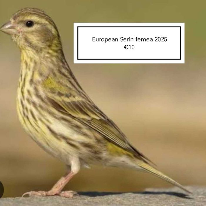 Canarios de Mozambique & Hossos Japones