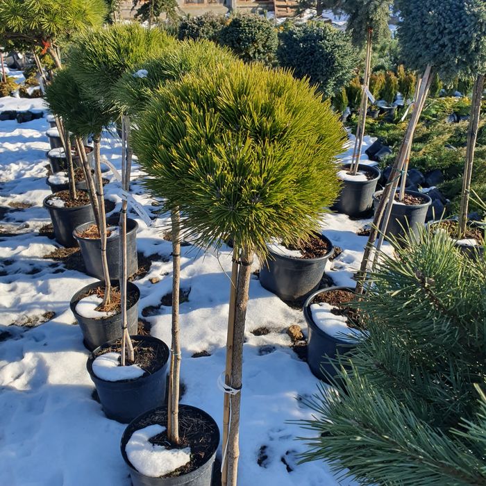 Сосна горная  и много других видов