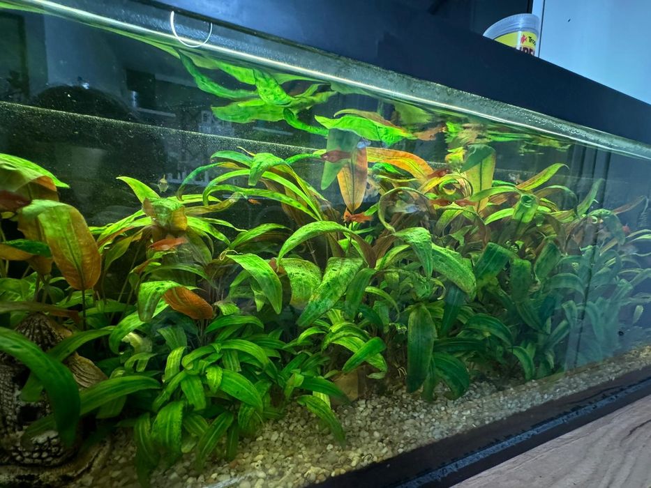 Rośliny akwariowe: kryptokoryny, mchy, pelia.