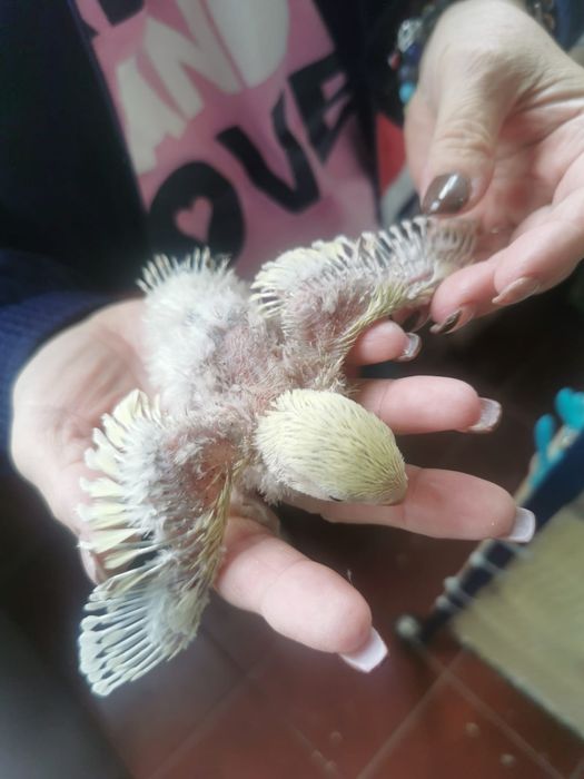 Roseicolis bebés que estão prontos para quem gosta de criar á mão