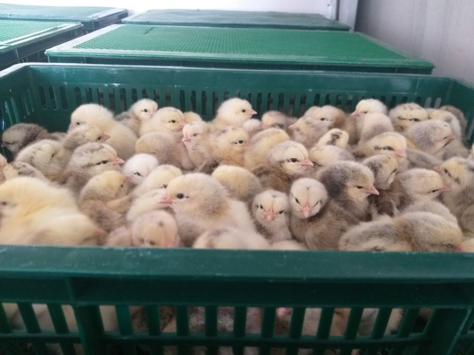 Добові курчата,каченята!!!