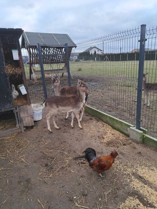 Daniel byczek Daniele