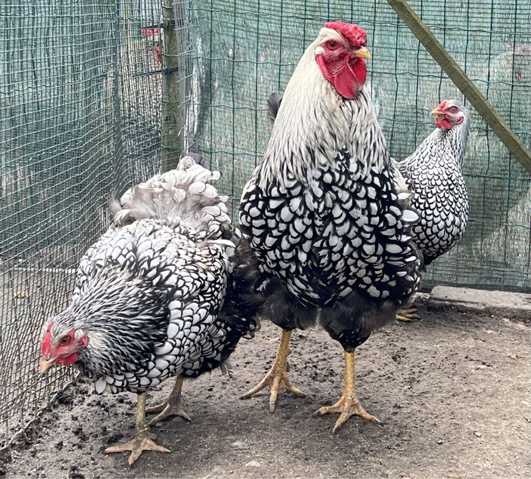 Tenho ovos galados e pintos das seguintes raças: