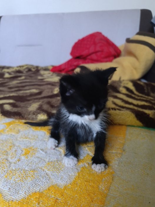 Котик по кличке Принц