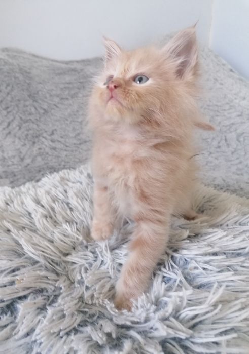 Мейн-кун   котик