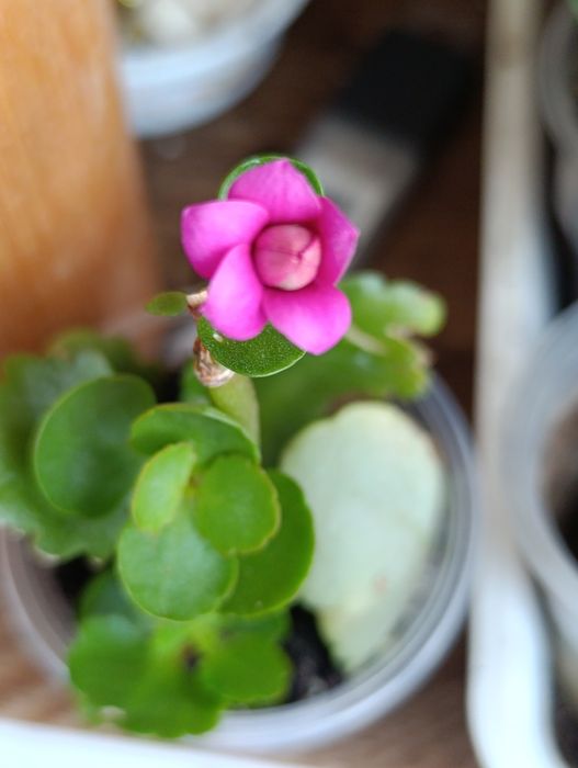 Великоквіткова, сортове каланхоє