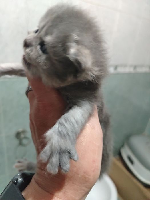 Lindíssima  menina persa blue
