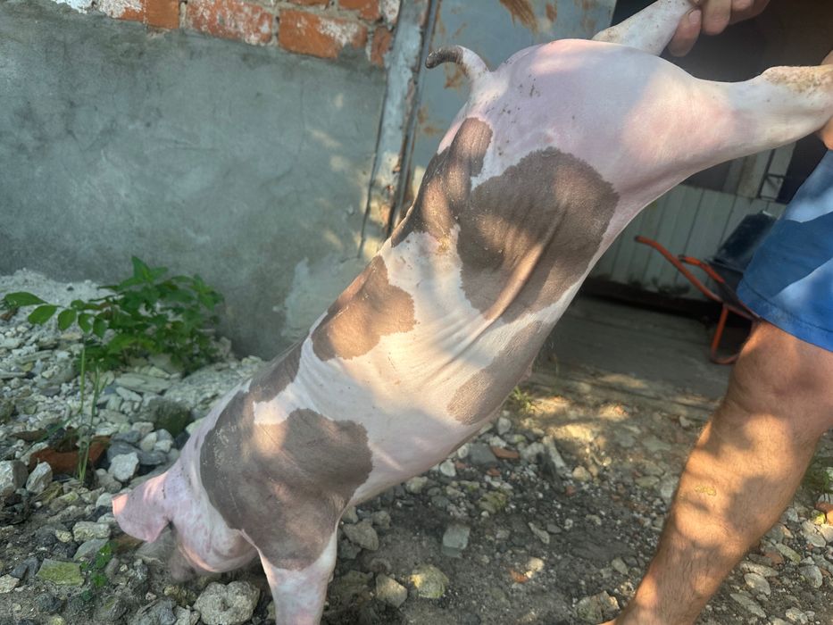 Продам кнур петрен