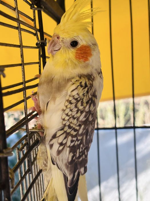 Caturra Macho