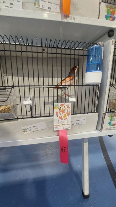 Canarios arlequim português