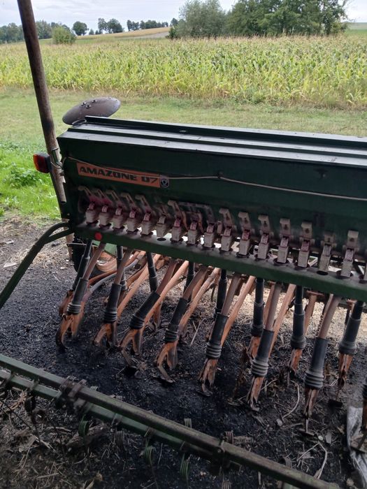 Siewnik amazone