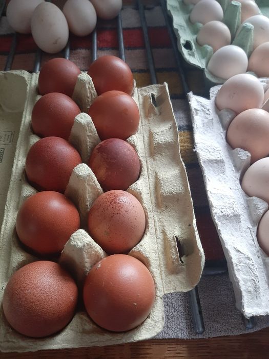 Jaja lęgowe Marans 10 szt