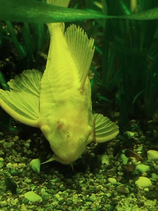 Plecostomus grandes