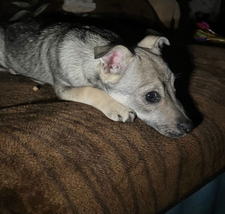 Собака Луна, дуже ніжна та чутлива