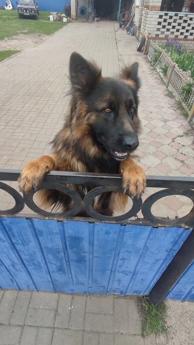 Вязка німецька вівчарка