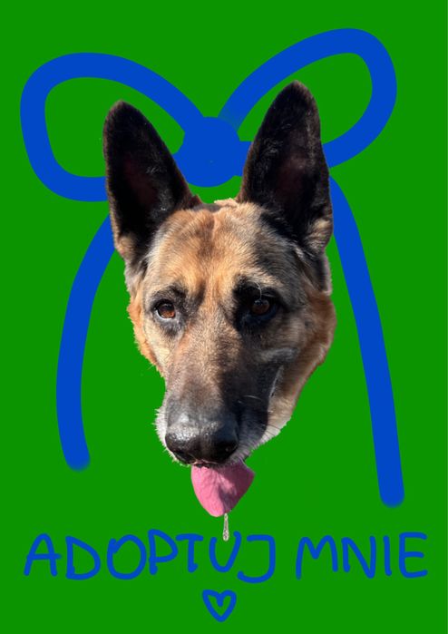 Owczarek niemiecki wilczur do adopcji