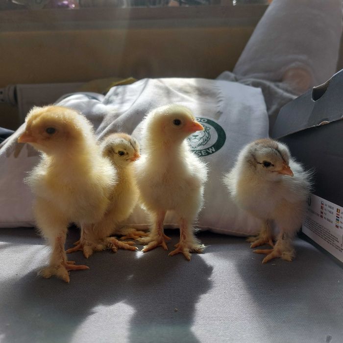 Brahma olbrzymia pisklęta kurczaki
