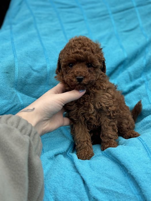 Мальтипу ред браун Кривой рог личный просмотр